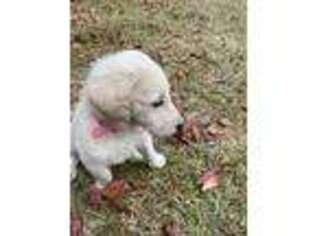 Labradoodle Puppy for sale in Waycross, GA, USA