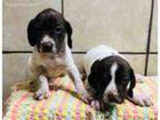 German Shorthaired Pointer Puppy for sale in Screven, GA, USA