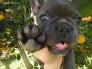 French Bulldog Puppy for sale in Orange, TX, USA