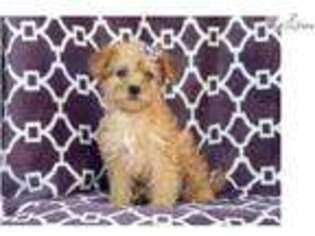 Shorkie Tzu Puppy for sale in Lakeland, FL, USA