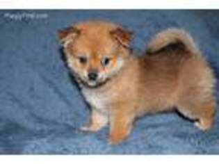 Pomeranian Puppy for sale in Daly City, CA, USA