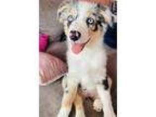 Australian Shepherd Puppy for sale in East Hartford, CT, USA