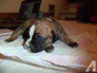 Olde English Bulldogge Puppy for sale in NEW MUNICH, MN, USA