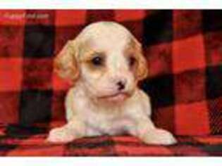 Cavapoo Puppy for sale in Phoenix, AZ, USA
