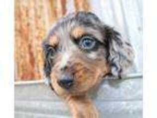 Dachshund Puppy for sale in Finley, OK, USA