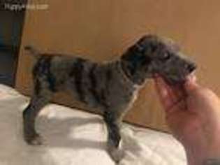 Great Dane Puppy for sale in Yelm, WA, USA