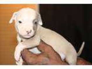 Mutt Puppy for sale in Sanford, FL, USA