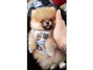 Pomeranian Puppy for sale in New Windsor, NY, USA