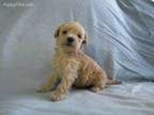 Labradoodle Puppy for sale in Hammond, WI, USA
