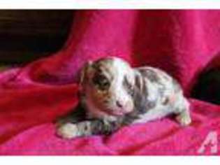 Mutt Puppy for sale in QUITMAN, GA, USA
