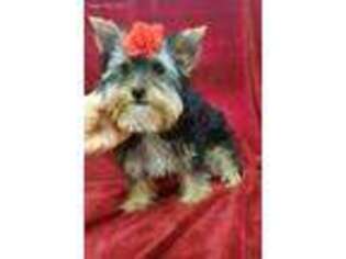 Yorkshire Terrier Puppy for sale in Stonewall, LA, USA