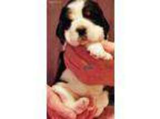 English Springer Spaniel Puppy for sale in Slayton, MN, USA