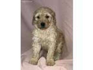 Labradoodle Puppy for sale in Climax, NC, USA