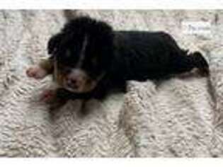 Greater Swiss Mountain Dog Puppy for sale in Unknown, , USA