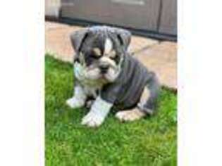 Bulldog Puppy for sale in Beavertown, PA, USA