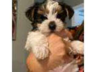 Yorkshire Terrier Puppy for sale in Kaufman, TX, USA
