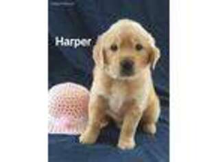 Golden Retriever Puppy for sale in Kalkaska, MI, USA