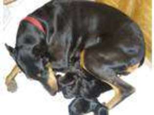 Doberman Pinscher Puppy for sale in KNOXVILLE, IL, USA