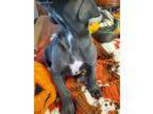 Great Dane Puppy for sale in Robbins, TN, USA