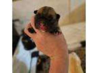 French Bulldog Puppy for sale in Hemlock, MI, USA