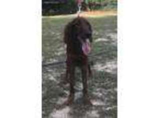 Irish Setter Puppy for sale in Chipley, FL, USA