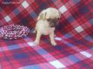 Pug Puppy for sale in North Collins, NY, USA