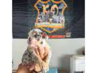 Bulldog Puppy for sale in Yucaipa, CA, USA