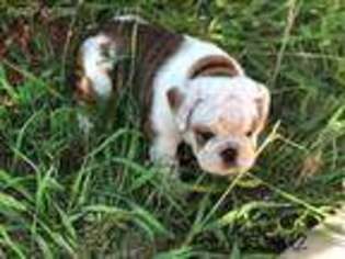 Bulldog Puppy for sale in Lithonia, GA, USA