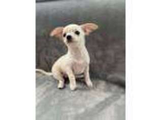 Chihuahua Puppy for sale in Chicago, IL, USA