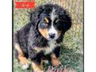 Bernese Mountain Dog Puppy for sale in Albia, IA, USA