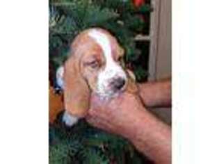 Basset Hound Puppy for sale in Corpus Christi, TX, USA