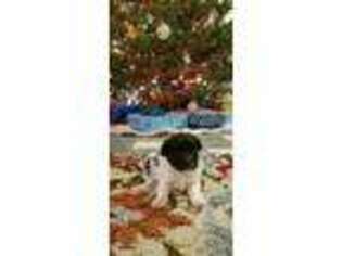 Havanese Puppy for sale in Columbiaville, MI, USA