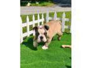 Bulldog Puppy for sale in Cranston, RI, USA
