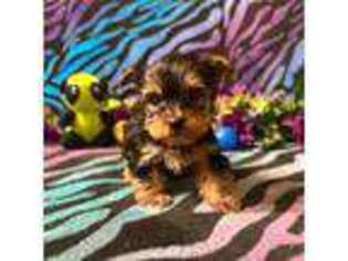 Yorkshire Terrier Puppy for sale in High Springs, FL, USA