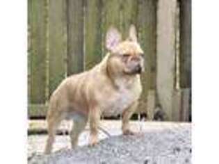 French Bulldog Puppy for sale in Chester, IL, USA
