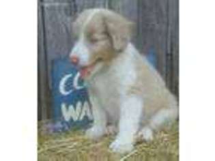Australian Shepherd Puppy for sale in Yorkville, IL, USA
