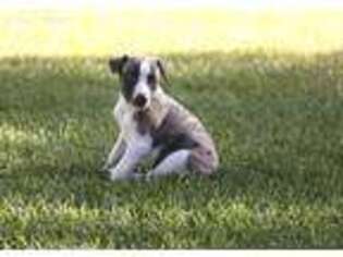 Whippet Puppy for sale in Redmond, OR, USA