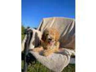 Goldendoodle Puppy for sale in Pittsburgh, PA, USA