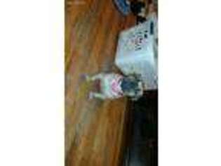 Mastiff Puppy for sale in Randallstown, MD, USA