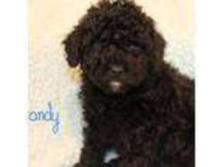 Mutt Puppy for sale in Bernville, PA, USA
