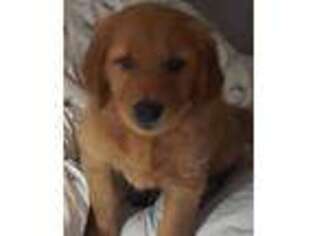Golden Retriever Puppy for sale in Billings, MT, USA