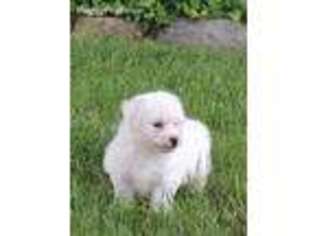 Bichon Frise Puppy for sale in Harrington, DE, USA