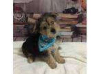 Shorkie Tzu Puppy for sale in Hagerstown, MD, USA