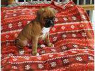 Boxer Puppy for sale in Akron, OH, USA