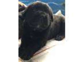 Cane Corso Puppy for sale in Methuen, MA, USA