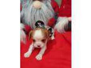 Cavalier King Charles Spaniel Puppy for sale in Salem, UT, USA