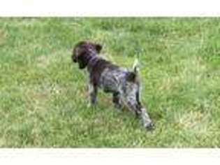 German Wirehaired Pointer Puppy for sale in Moline, IL, USA
