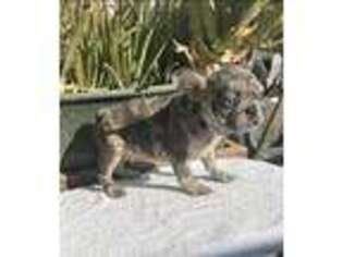 French Bulldog Puppy for sale in Anaheim, CA, USA