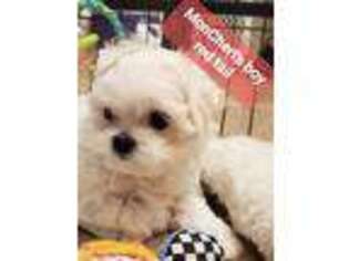 Maltese Puppy for sale in Middleburg, FL, USA