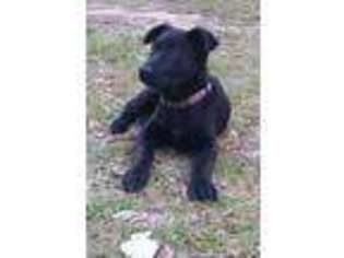 German Shepherd Dog Puppy for sale in Cusseta, GA, USA